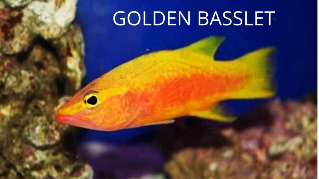 GOLDEN BASSLET, 10 सबसे महंगी मछली