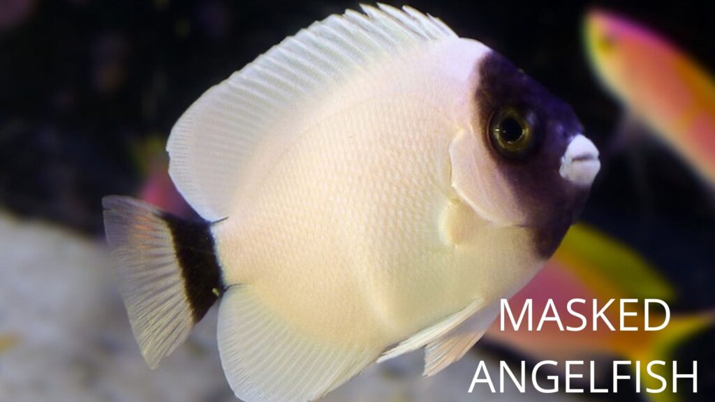 MASKED ANGELFISH, 10 सबसे महंगी मछली
